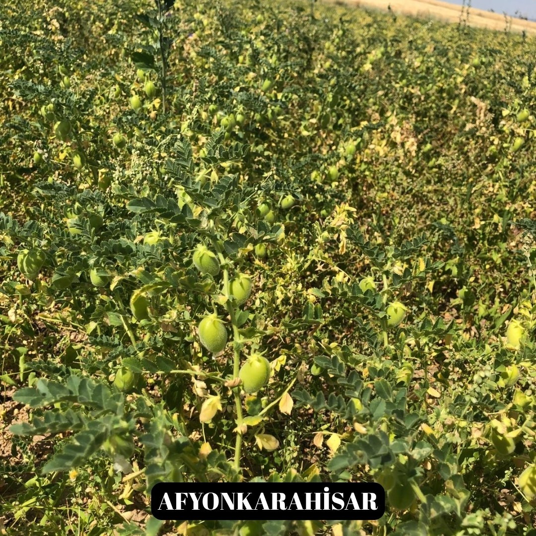 Yeni nohut çeşidi Denizli’nin dışında ekilen bölge illerinde de yüksek verim verdi