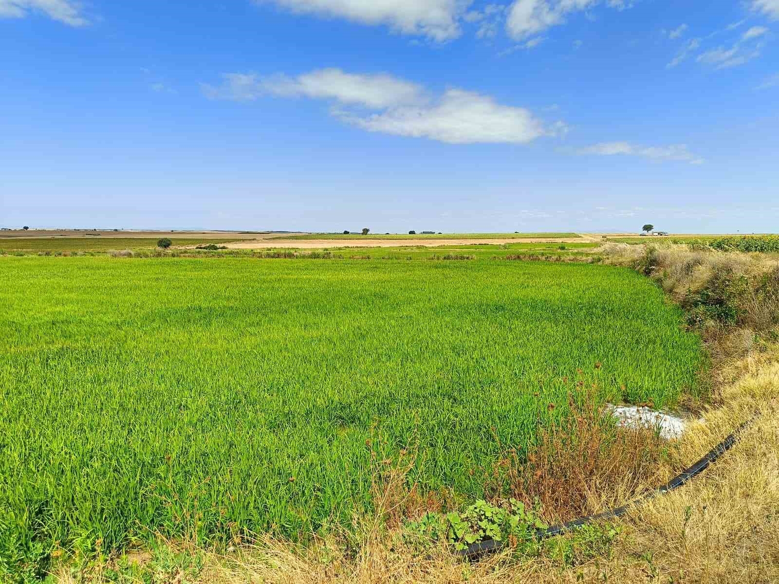 Edirne’de üreticiler tarlasını dronla ilaçlıyor, güneş enerjisiyle suluyor