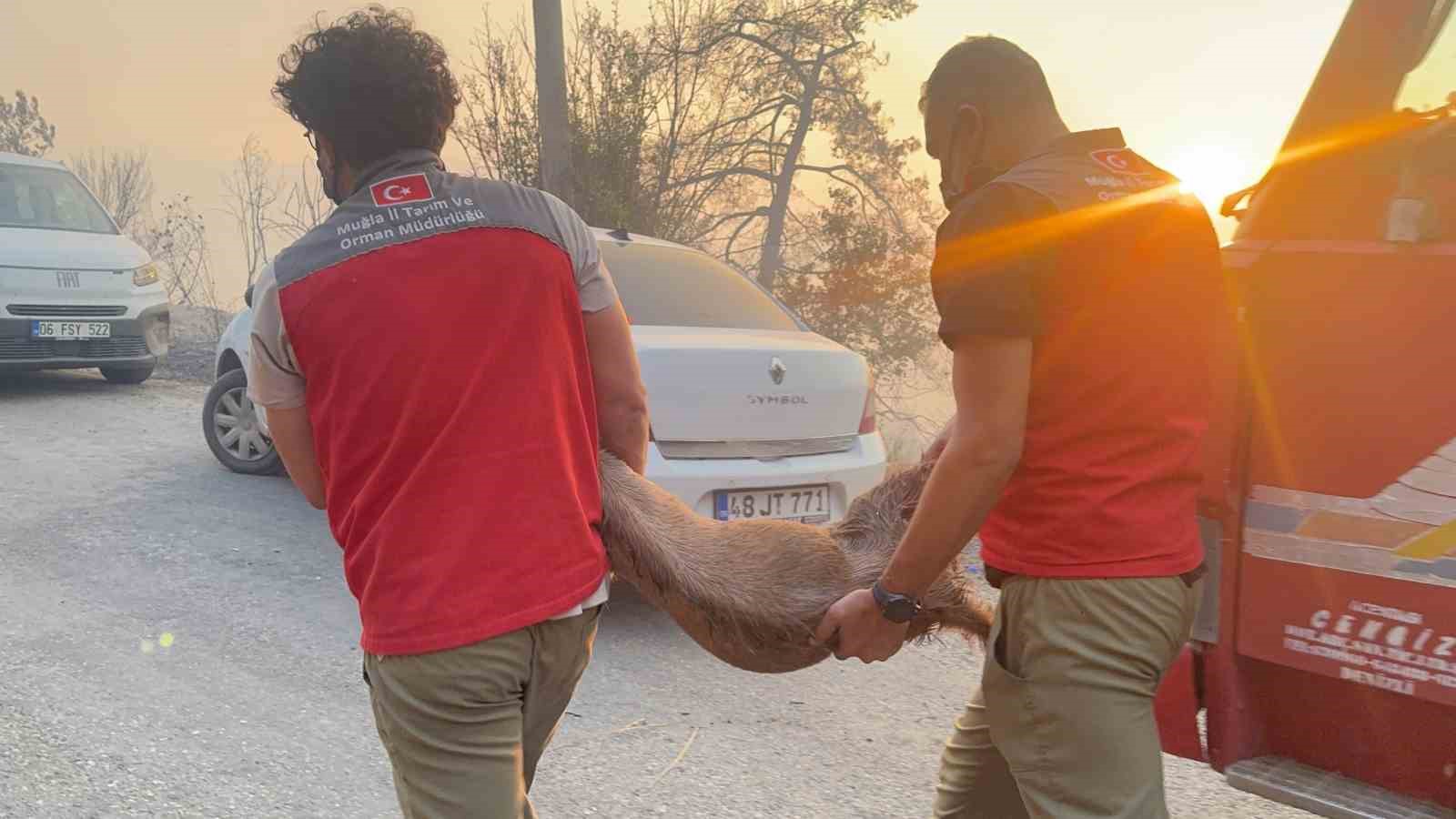 Yangın bölgesindeki hayvanlar güvenli alanlara tahliye edildi