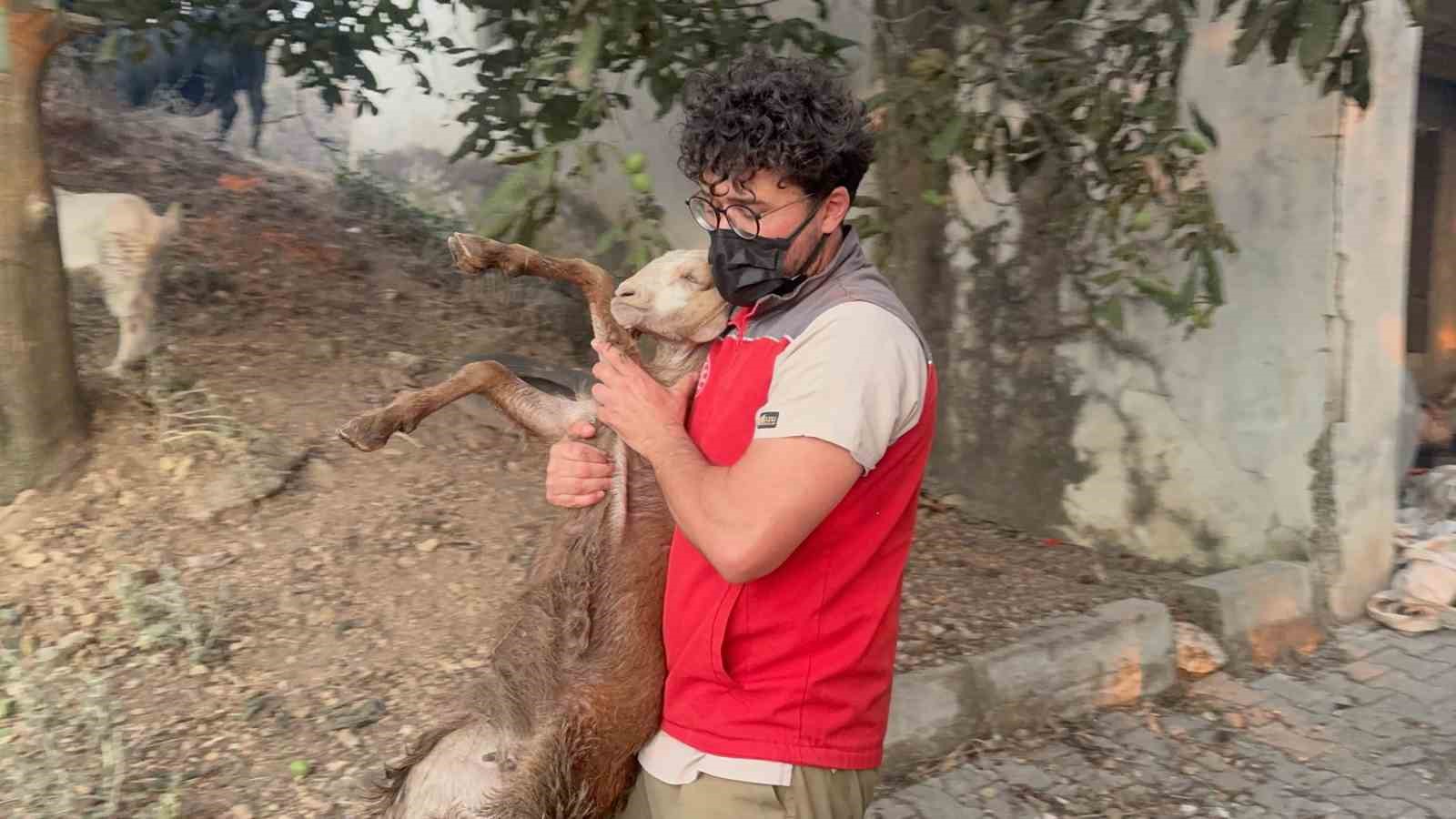 Yangın bölgesindeki hayvanlar güvenli alanlara tahliye edildi