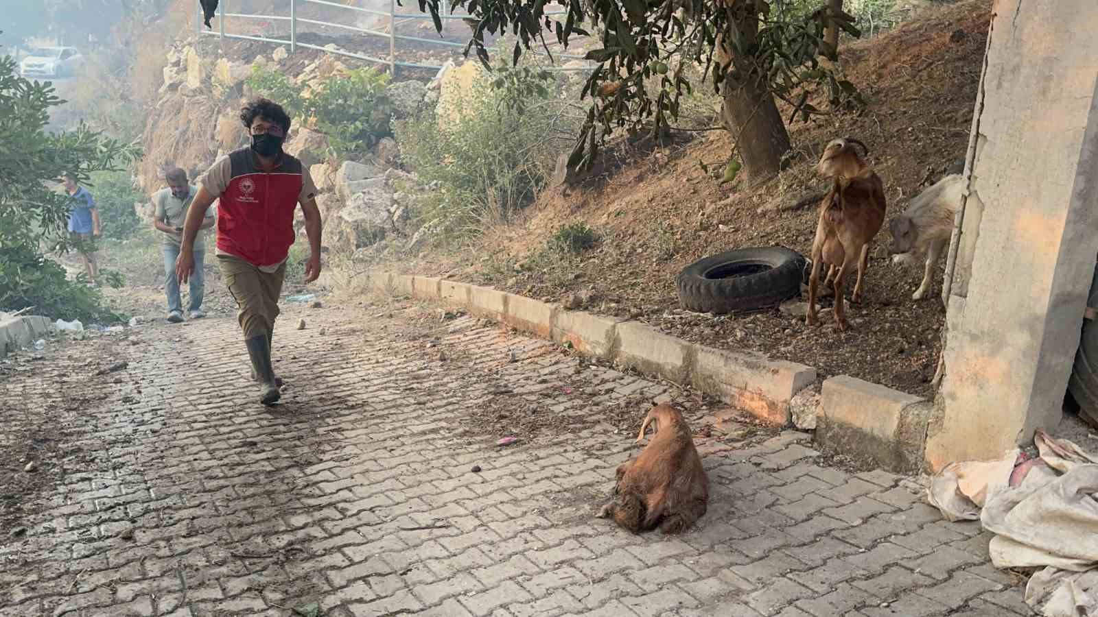 Yangın bölgesindeki hayvanlar güvenli alanlara tahliye edildi