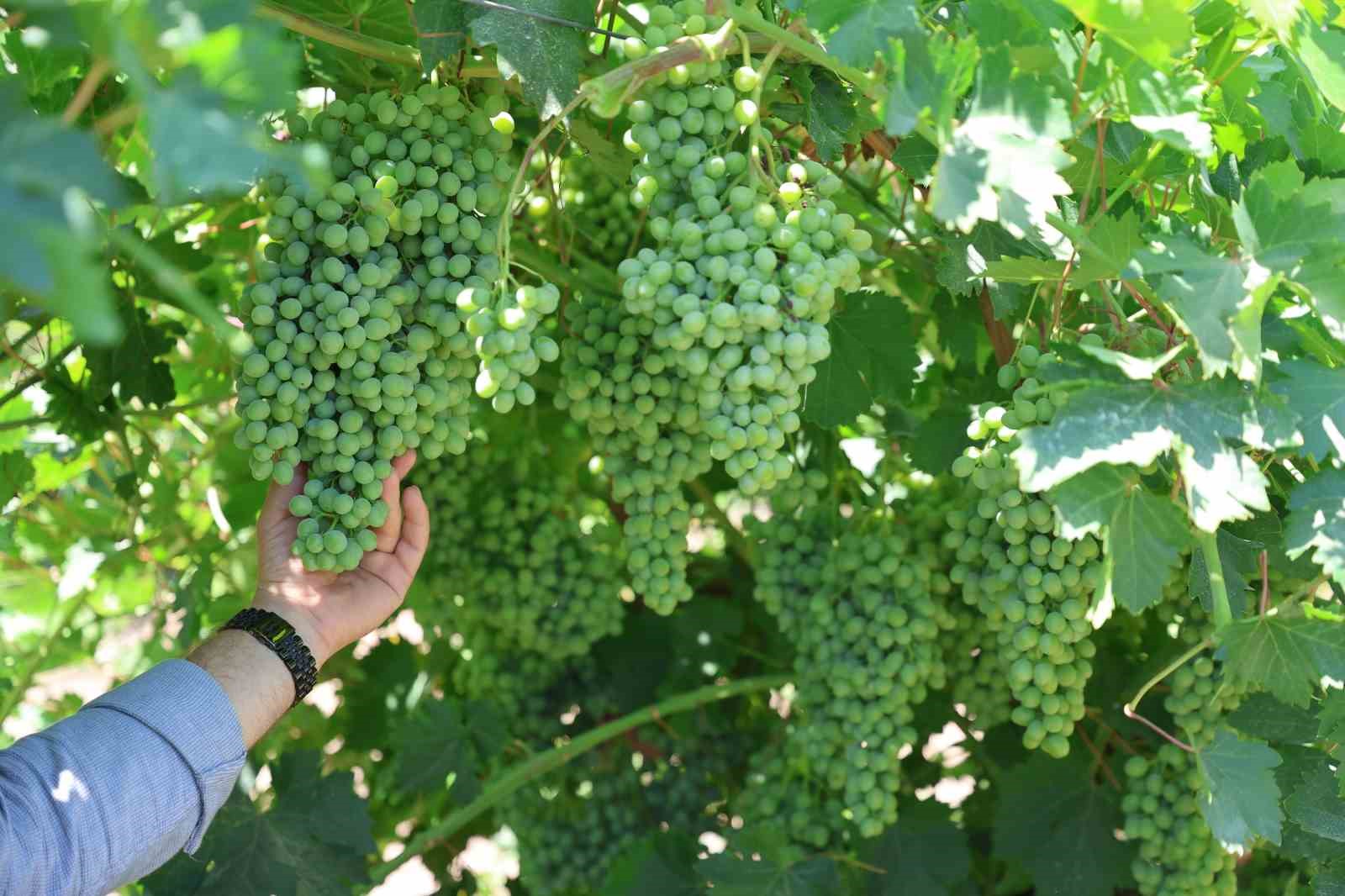Geçen seneki don felaketinin etkileri sürüyor: Üzüm hasadında bir aylık gecikme