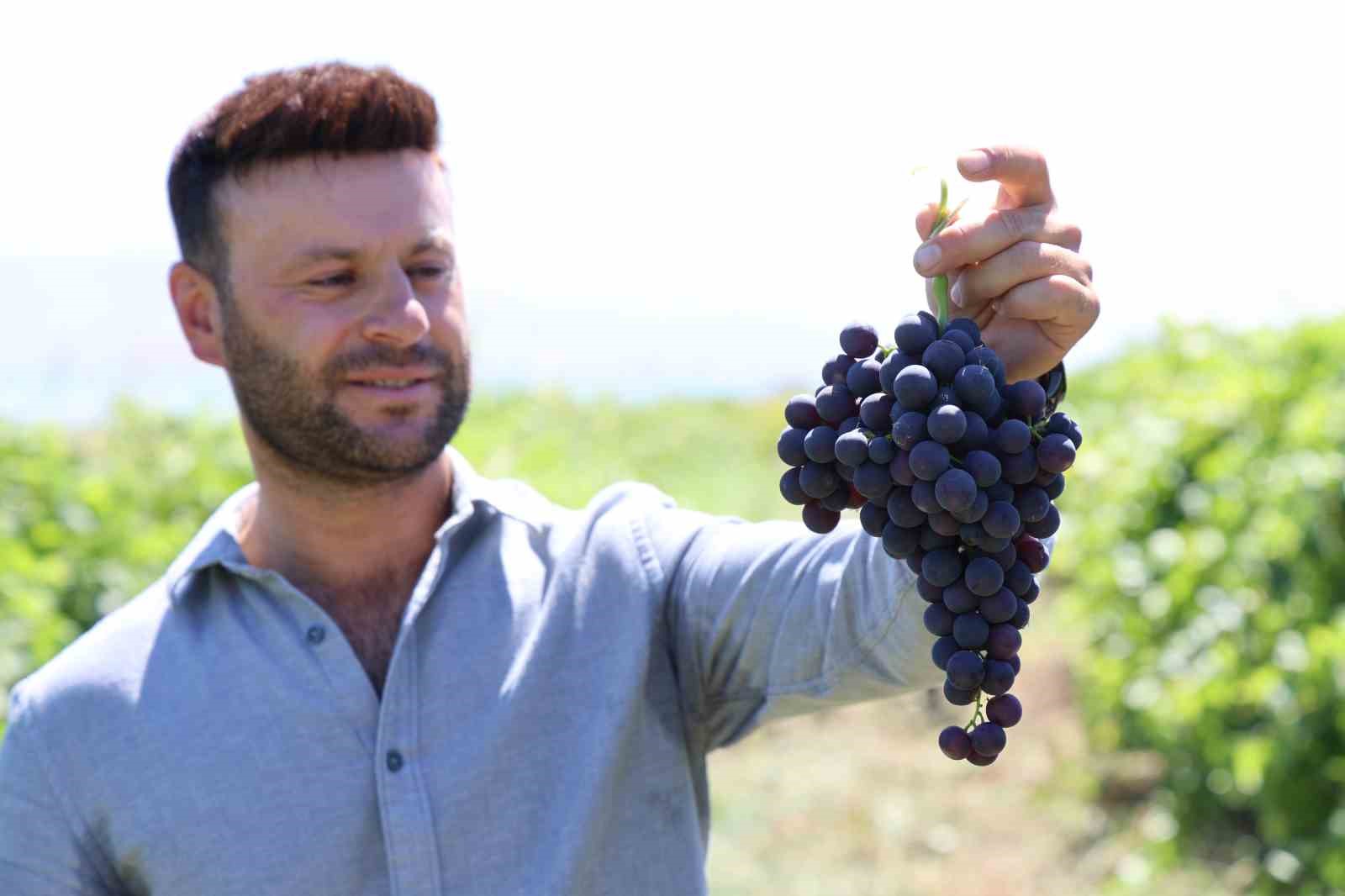 Geçen seneki don felaketinin etkileri sürüyor: Üzüm hasadında bir aylık gecikme