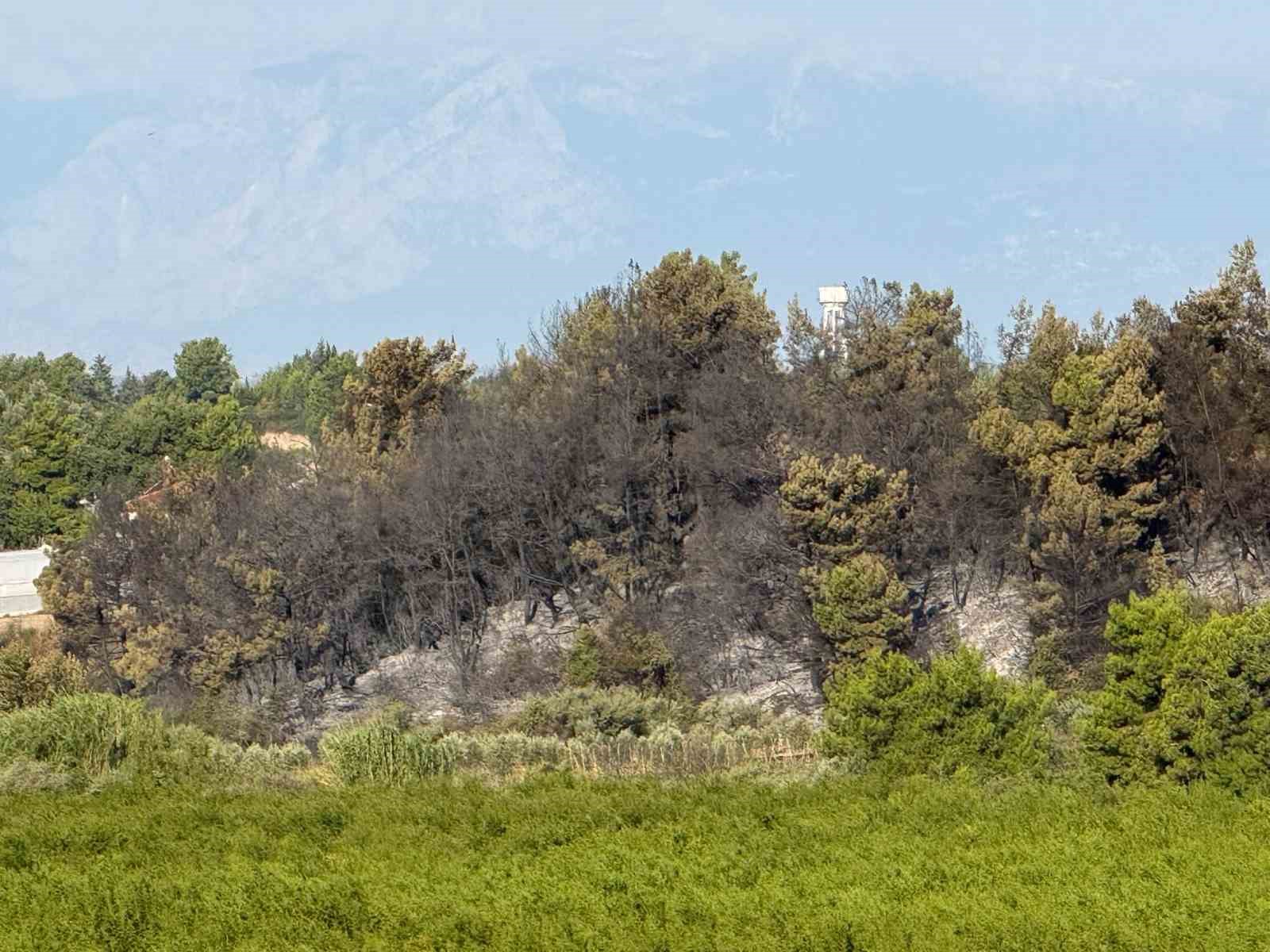 Antalya’daki yangında seralar zarar gördü