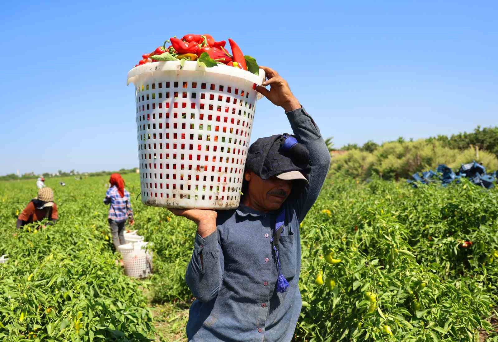 Adana’da kapya biber hasadı başladı: Verim ve fiyat çiftçiyi sevindiriyor