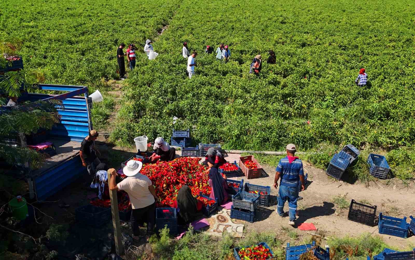 Adana’da kapya biber hasadı başladı: Verim ve fiyat çiftçiyi sevindiriyor