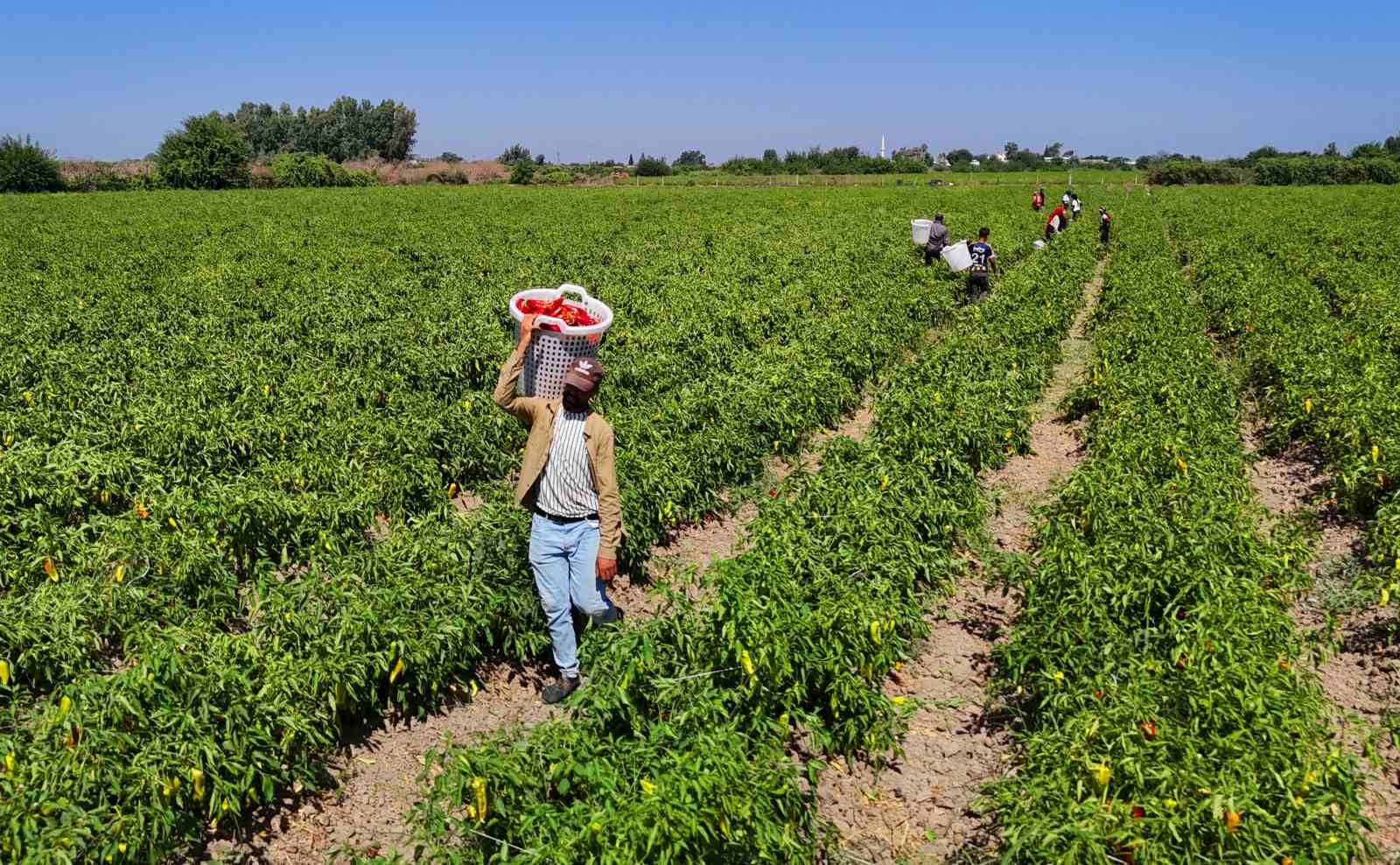 Adana’da kapya biber hasadı başladı: Verim ve fiyat çiftçiyi sevindiriyor