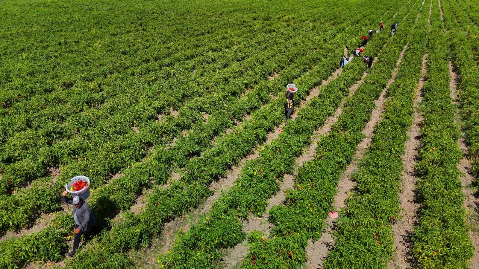 Adana’da kapya biber hasadı başladı: Verim ve fiyat çiftçiyi sevindiriyor