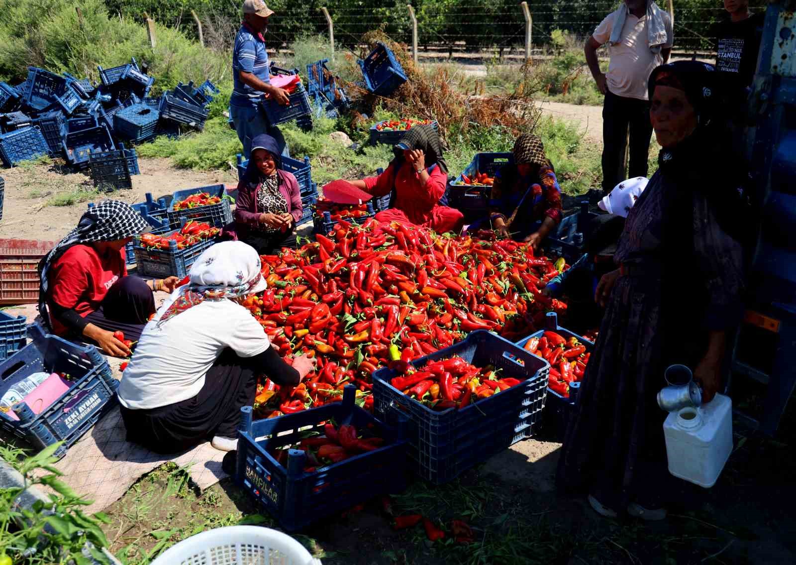 Adana’da kapya biber hasadı başladı: Verim ve fiyat çiftçiyi sevindiriyor