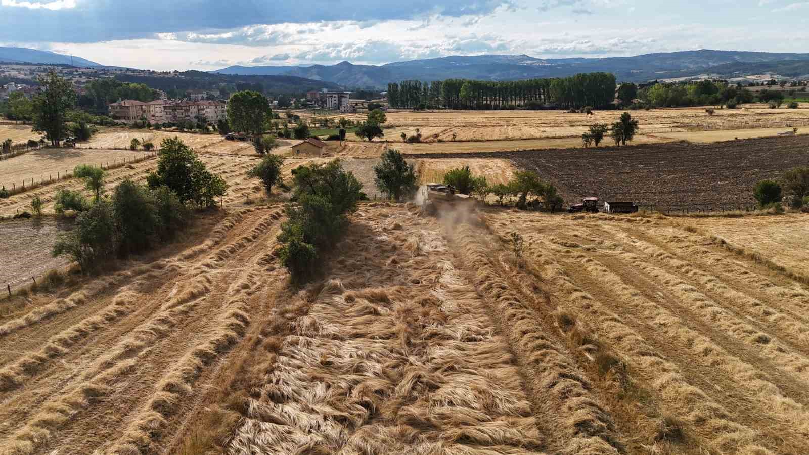 Buğdayın atası ‘siyez’de hasat dönemi başladı