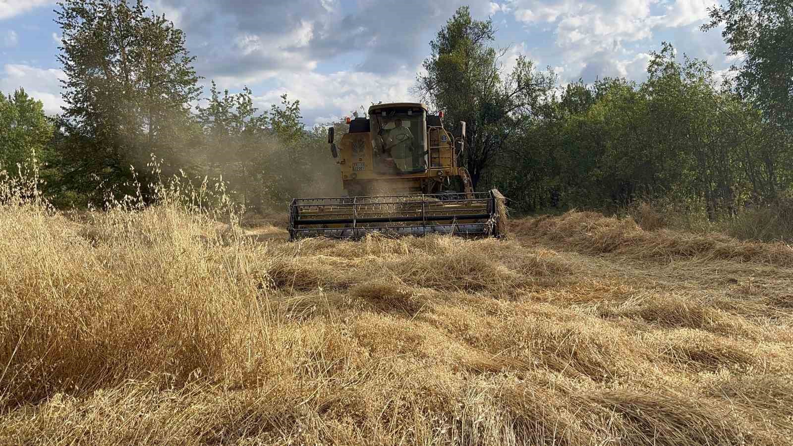 Buğdayın atası ‘siyez’de hasat dönemi başladı