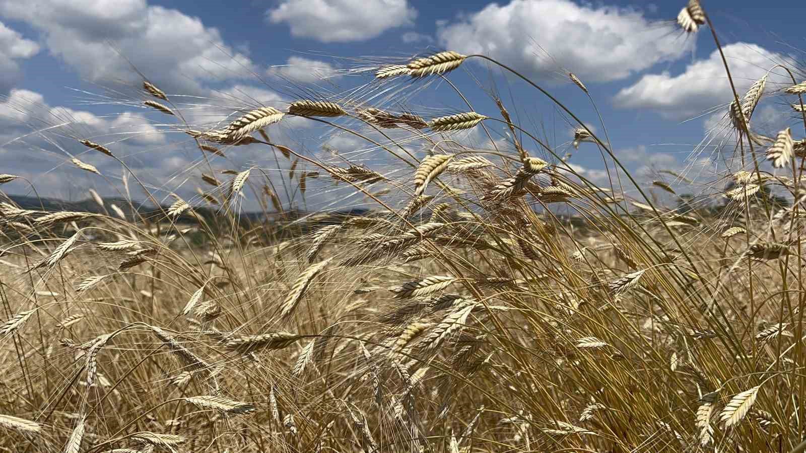 Buğdayın atası ‘siyez’de hasat dönemi başladı