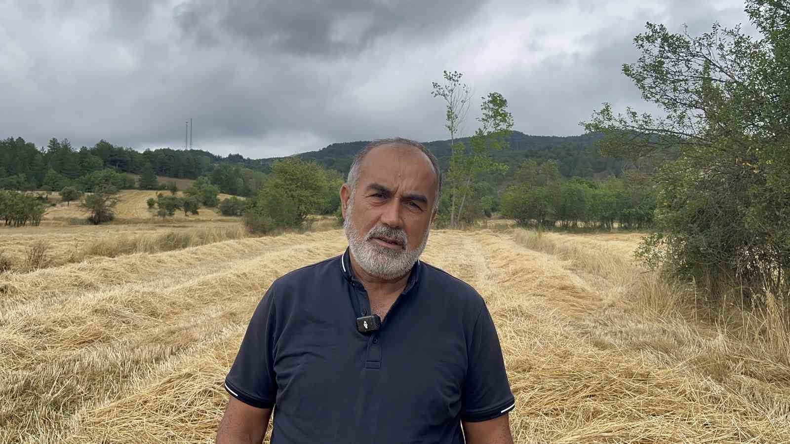 Buğdayın atası ‘siyez’de hasat dönemi başladı