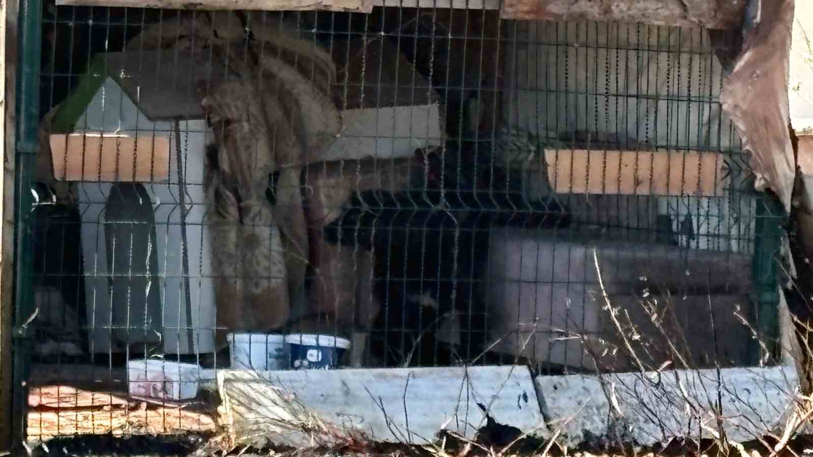 Çanakkale’de yol kenarında çıkan yangında köpek mahsur kaldı