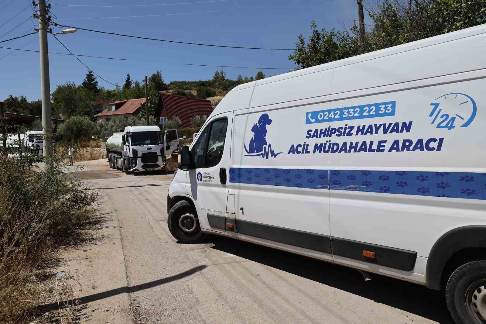 Kumluca’da yangından etkilenen hayvanlara yerinde müdahale
