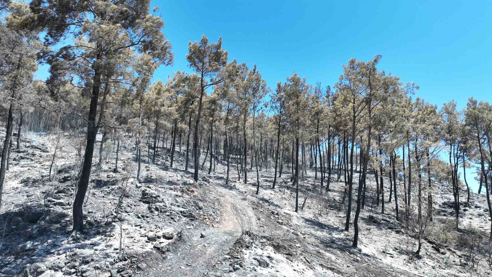 Kumluca’da yangından etkilenen hayvanlara yerinde müdahale