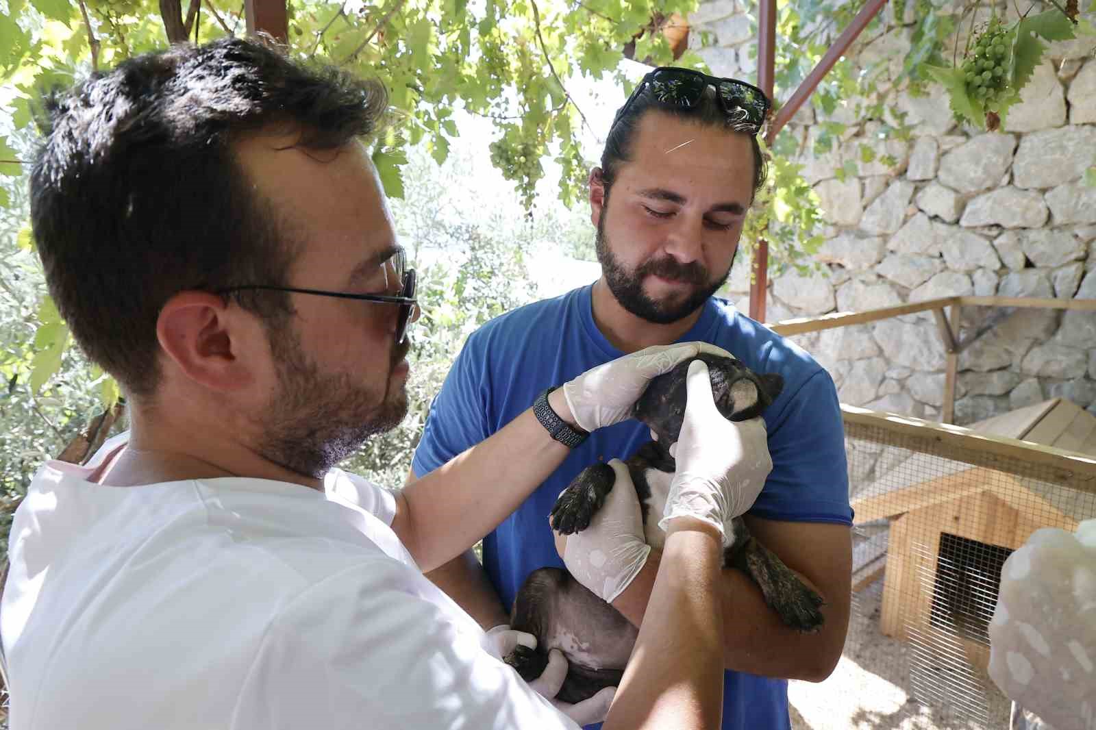 Kumluca’da yangından etkilenen hayvanlara yerinde müdahale