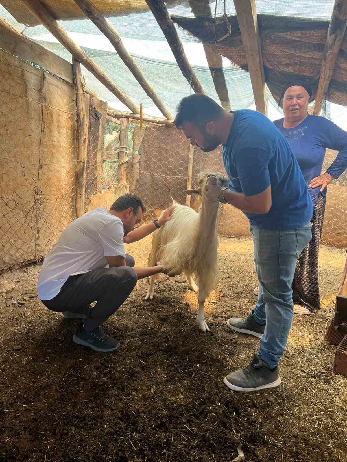 Kumluca’da yangından etkilenen hayvanlara yerinde müdahale