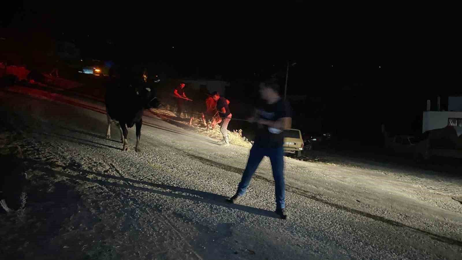 Orman yangınının tehdit ettiği mahallede hayvanlar için halı saha güvenli alan oldu