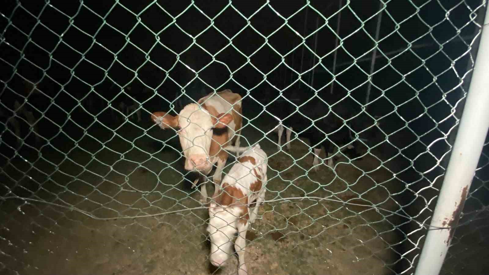Orman yangınının tehdit ettiği mahallede hayvanlar için halı saha güvenli alan oldu