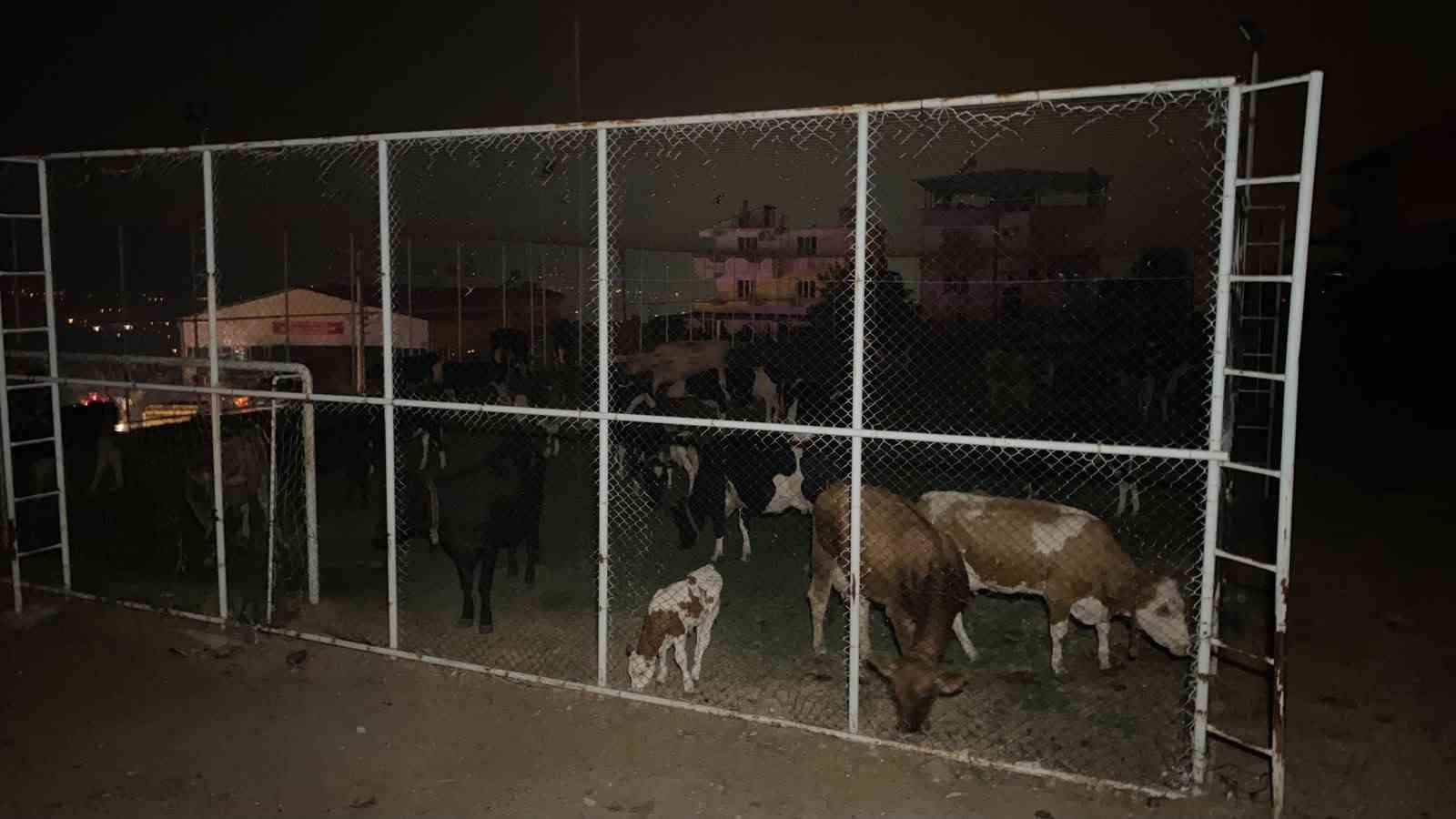 Orman yangınının tehdit ettiği mahallede hayvanlar için halı saha güvenli alan oldu