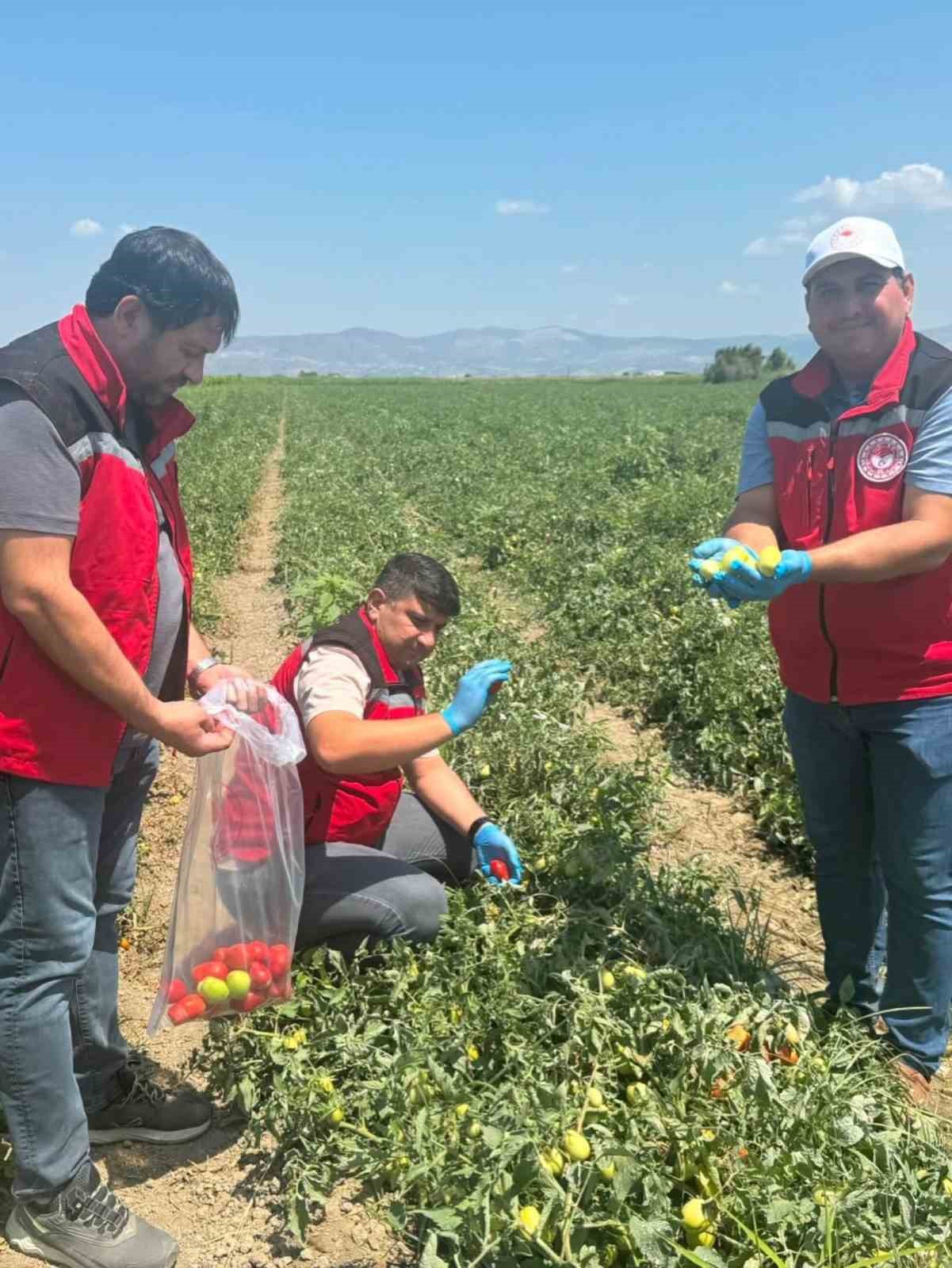 Manisa’da organik ürünlere pestisit analizleri başladı
