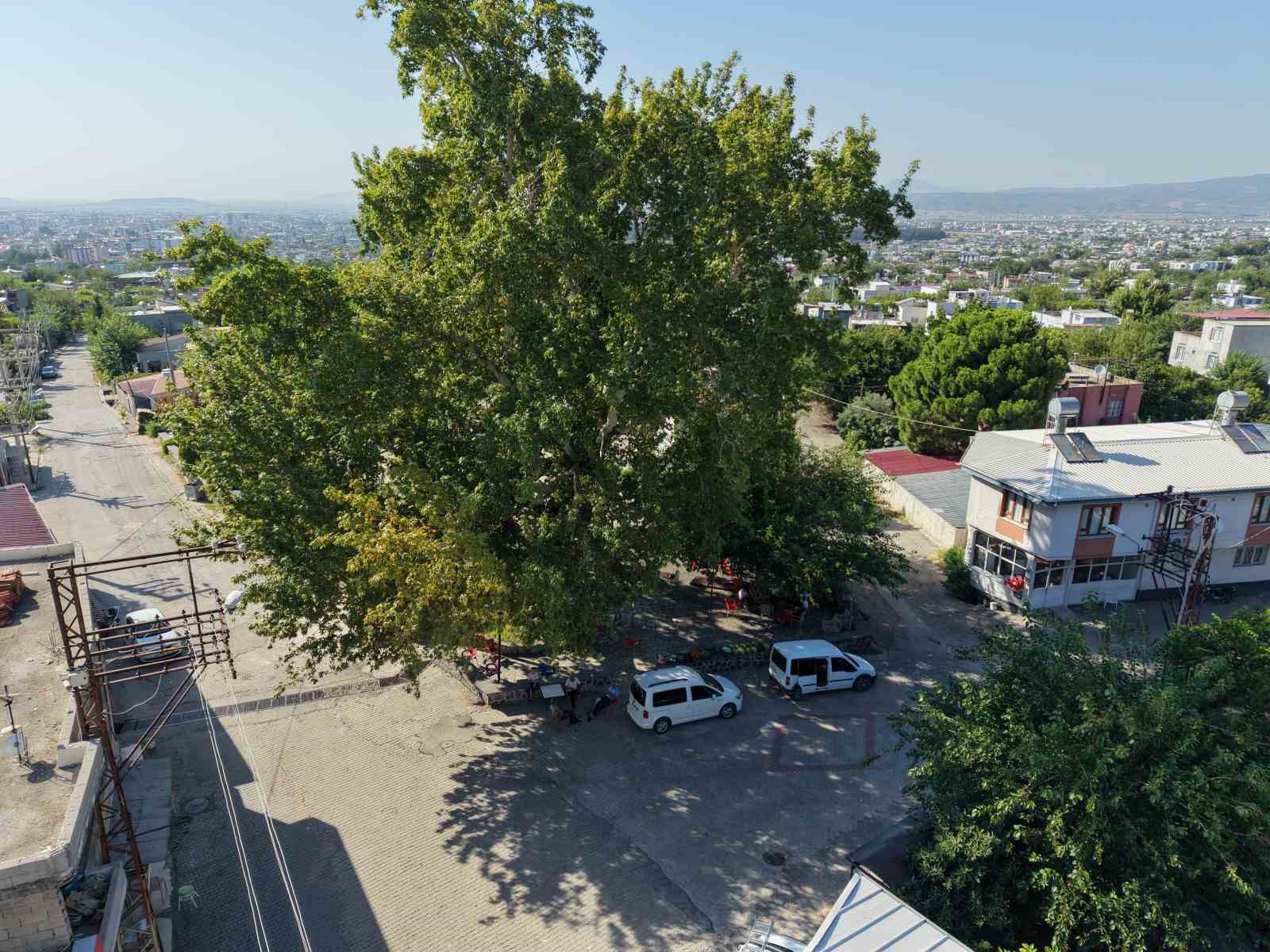 Osmaniye’de 260 yıllık çınar yaz sıcağında doğal klima oluyor
