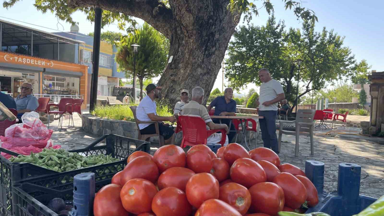 Osmaniye’de 260 yıllık çınar yaz sıcağında doğal klima oluyor