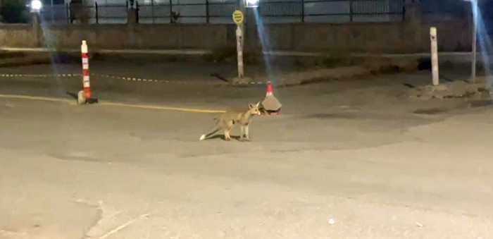 Sivas’ta kokoreçcinin müdavimi tilki, bazen orada yiyor bazen de ’paket yaptırıyor’