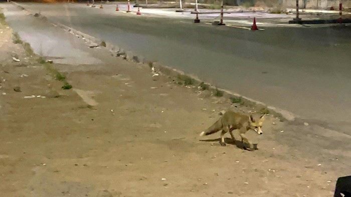 Sivas’ta kokoreçcinin müdavimi tilki, bazen orada yiyor bazen de ’paket yaptırıyor’