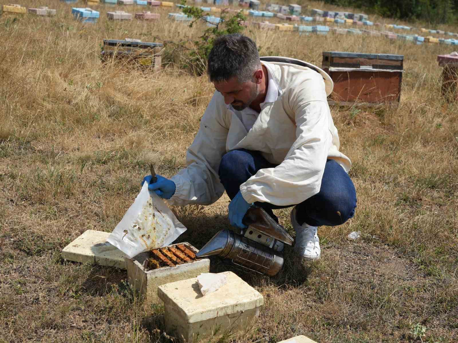 Kastamonu’da kestane balı hasadı başladı