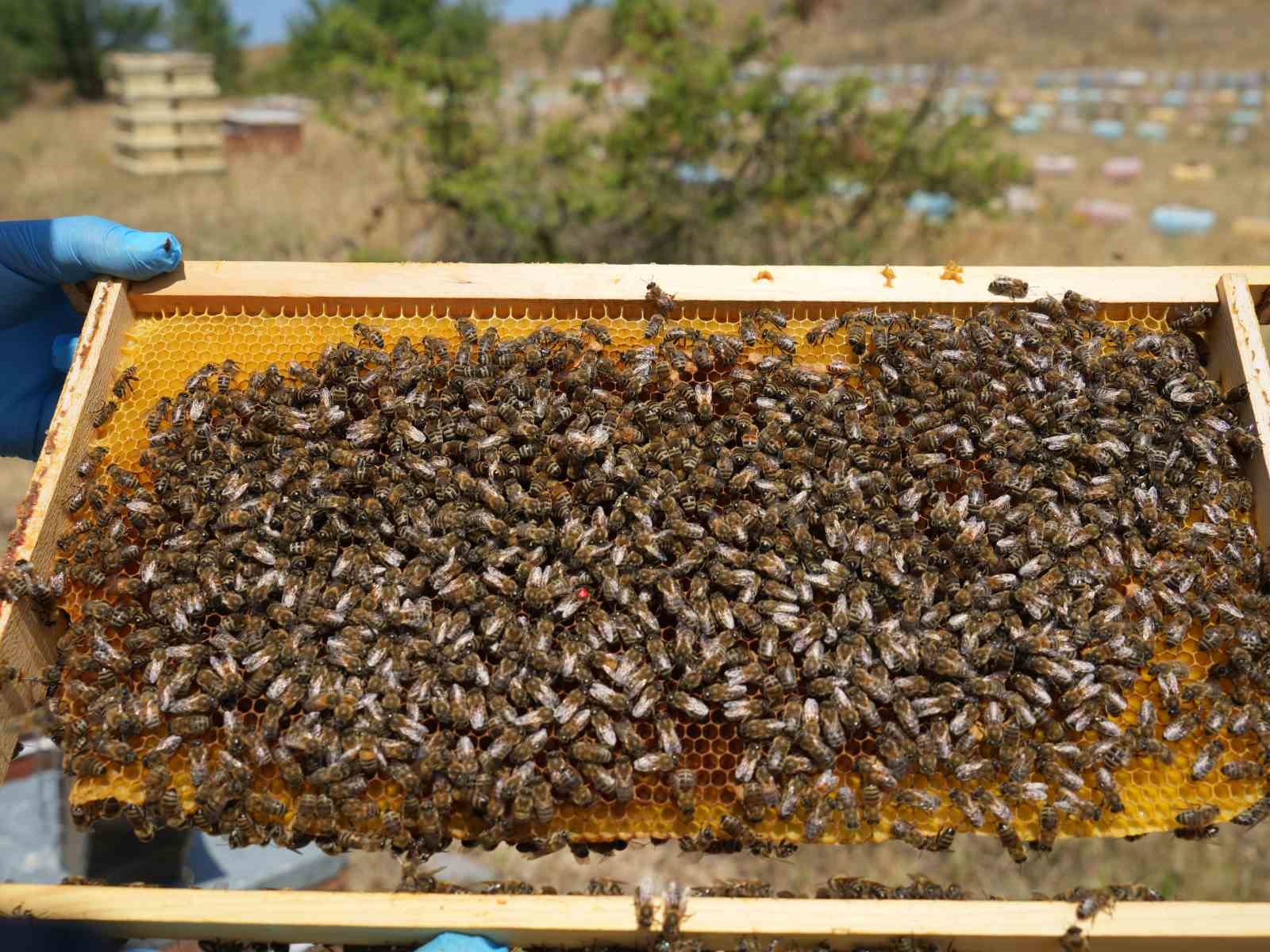 Kastamonu’da kestane balı hasadı başladı