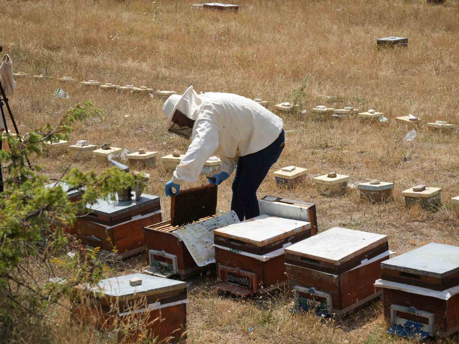 Kastamonu’da kestane balı hasadı başladı