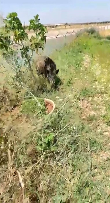 Şanlıurfa’da sulama kanalında mahsur kalan yaban domuzu kurtarıldı