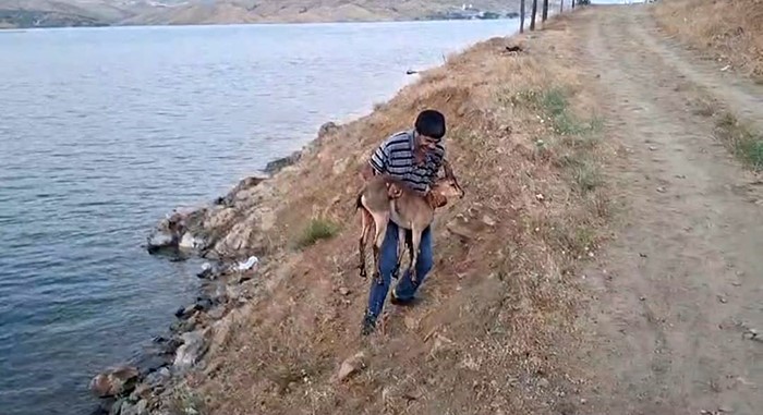 Elazığ’da bir şahıs, köpeklerin saldırdığı dağ keçisini kucağında taşıdı