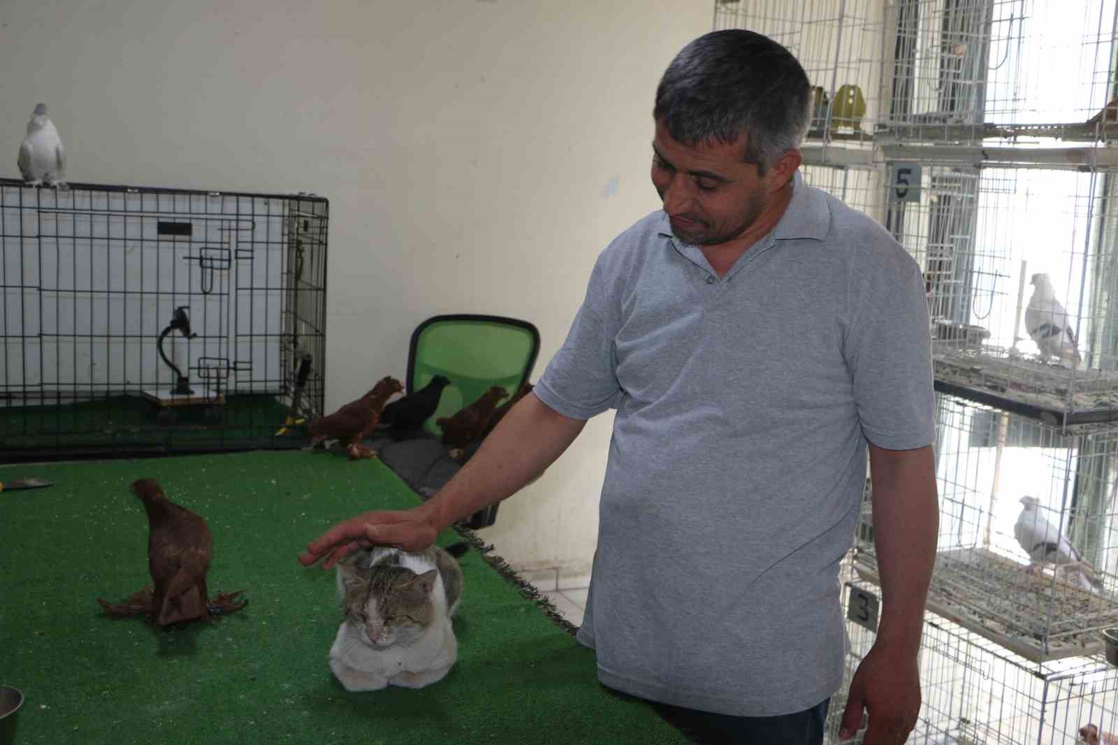 Milyonluk güvercinleri ’azılı düşmanları’ koruyor