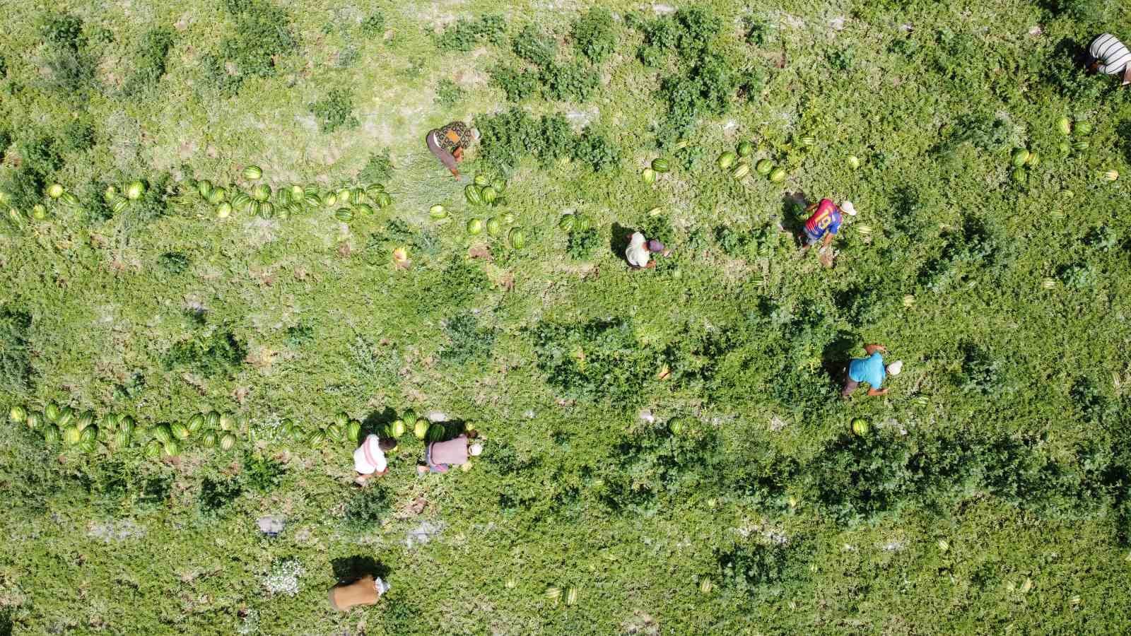 34 derece sıcakta karpuz hasadı: Yoğun mesai dron kamerasına yansıdı