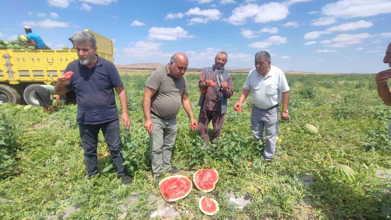 34 derece sıcakta karpuz hasadı: Yoğun mesai dron kamerasına yansıdı