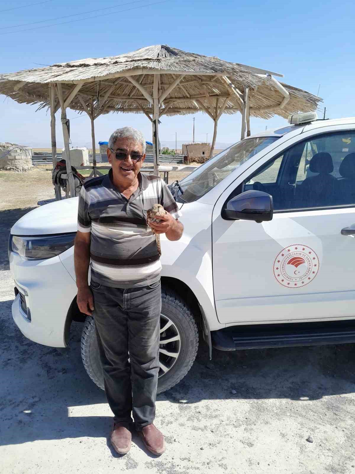 Kanadından yaralanan kızıl şahin, duyarlı çiftçinin dikkatiyle kurtuldu