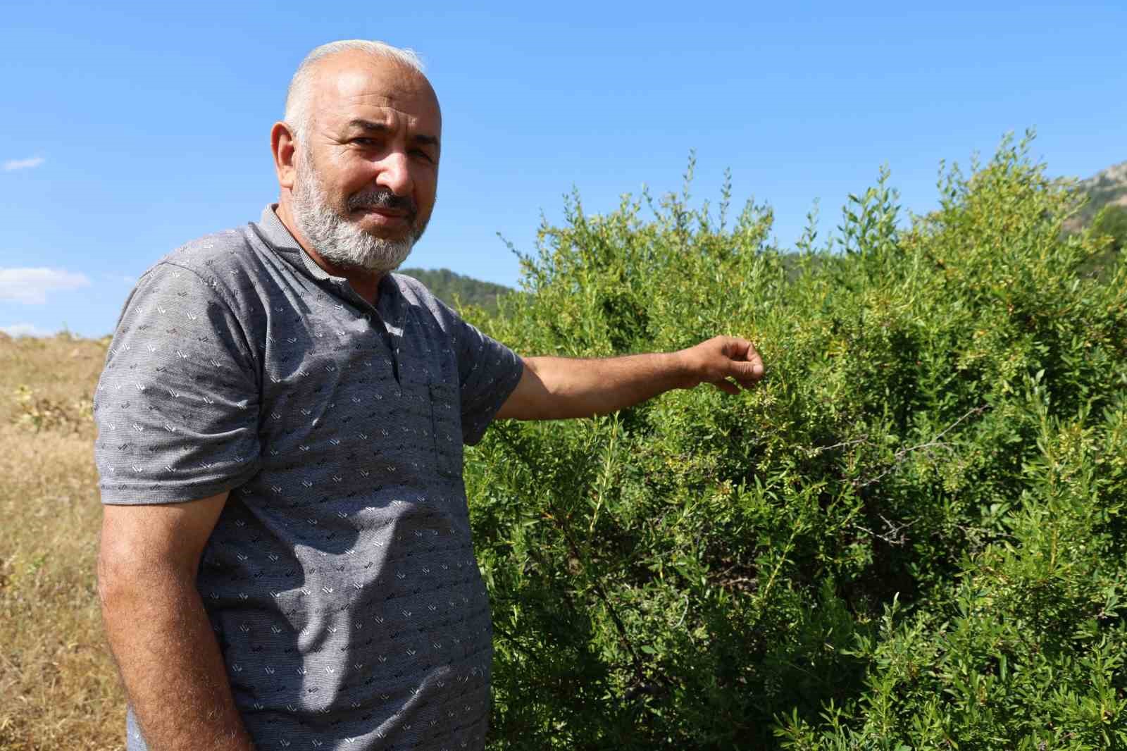 Emekli imam, Toroslar’ın zirvesinde arılarla doğal hayatı seçti