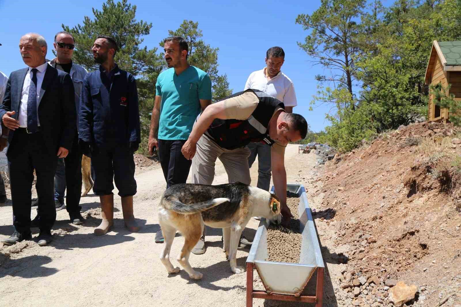 Gümüşhane’de sokak hayvanları için doğal yaşam alanı açıldı