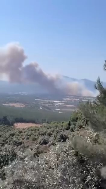 Bayramiç’te orman yangını