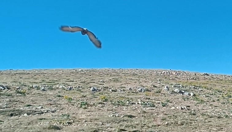 Şahin tuzağına yem amaçlı bağlanan güvercini vatandaşlar kurtardı