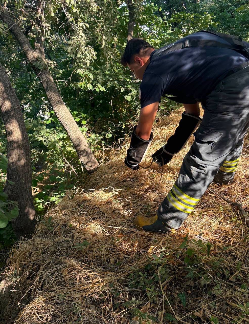 Hatay’da yerleşim alanlarına giren yılanları itfaiye yakaladı