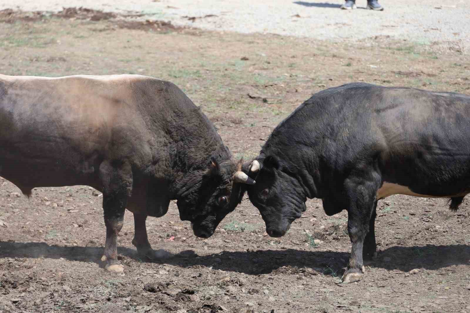 3 Bin rakımdaki Salikvan Yaylası’nda boğa güreşleri nefes kesti