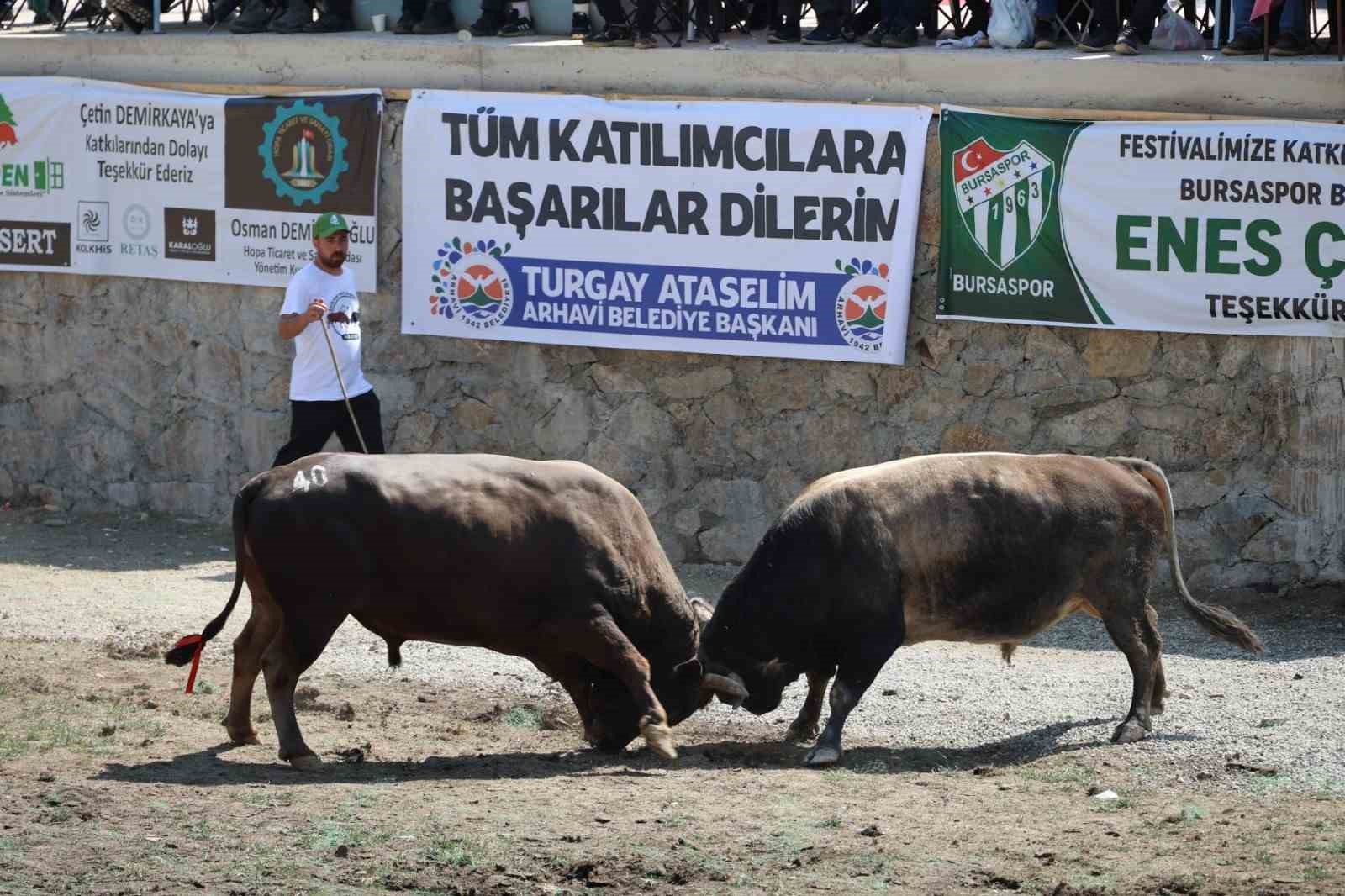 3 Bin rakımdaki Salikvan Yaylası’nda boğa güreşleri nefes kesti