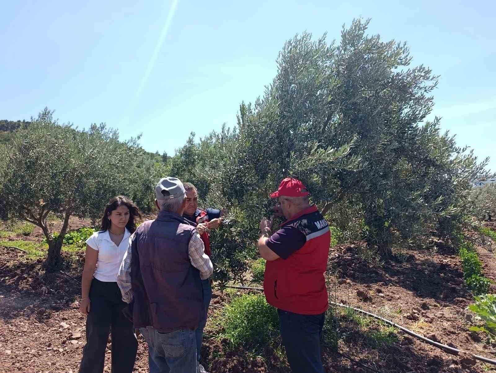 Akhisar’da zeytin üreticilerine hastalık ve zararlı uyarısı