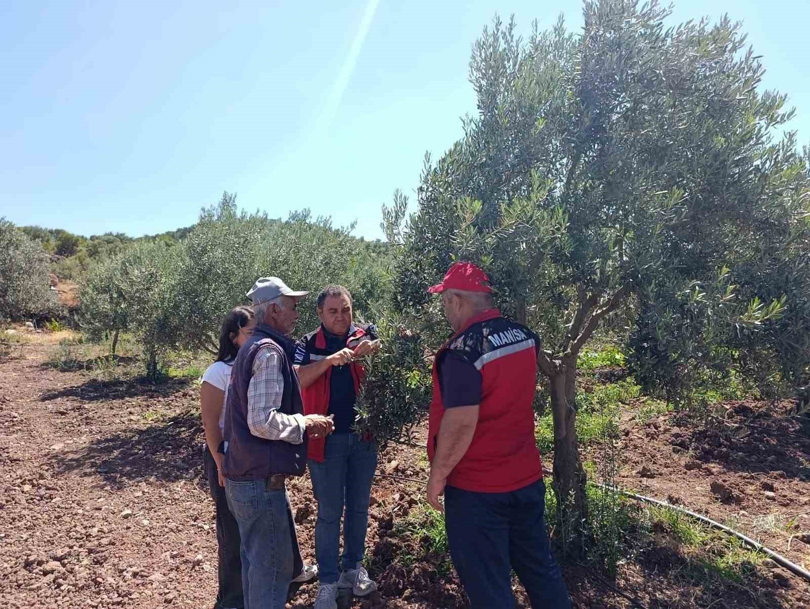 Akhisar’da zeytin üreticilerine hastalık ve zararlı uyarısı