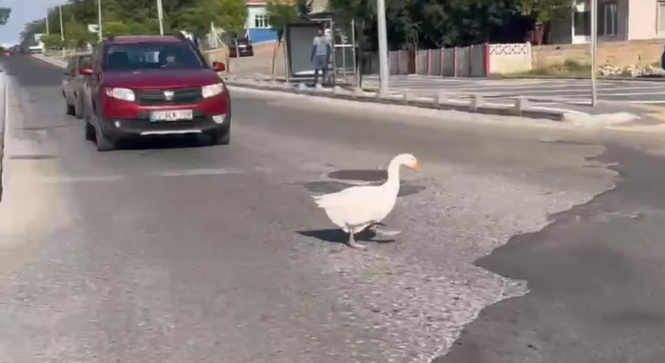 Sürücüleri gülümseten anlar: Kazlar trafiği durdurdu