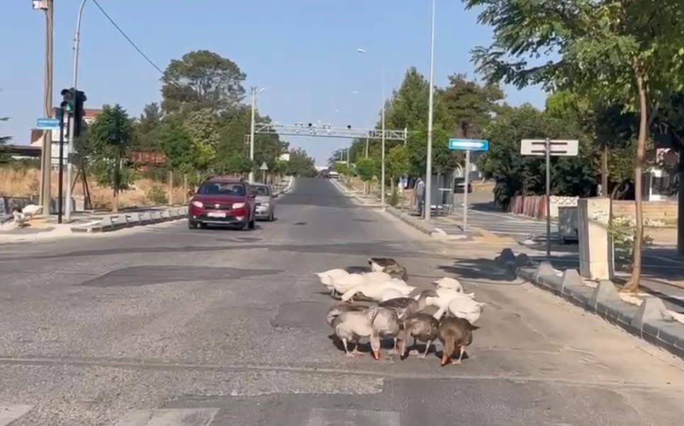 Sürücüleri gülümseten anlar: Kazlar trafiği durdurdu